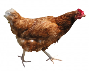 chicken_PNG2149