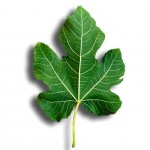 fig-leaf-150x150