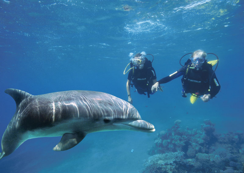 Eilat Dolphin Reef